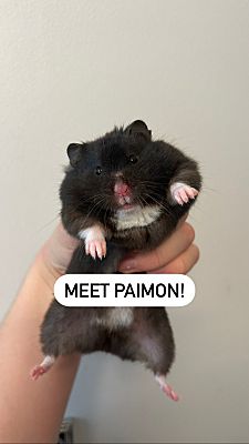 7 Reasons To Adopt A Hamster