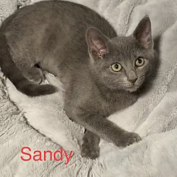 Thumbnail photo of Sandy #3