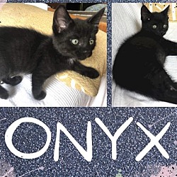 Thumbnail photo of Onyx #2