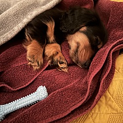 Photo of Dachshund Puppy