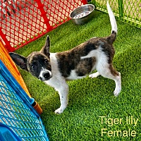 adopt-pet