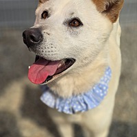 adopt-pet