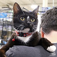 adopt a pet