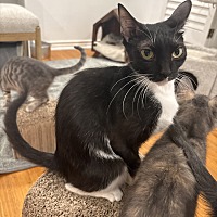 adopt a pet