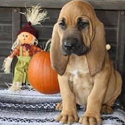 Photo of Bloodhound puppy