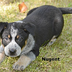 Thumbnail photo of Nugent~adopted! #2