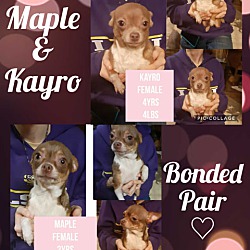Thumbnail photo of Kayro and Maple #1