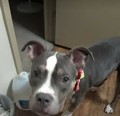 Englewood Co American Pit Bull Terrier Meet Baby A Pet For Adoption