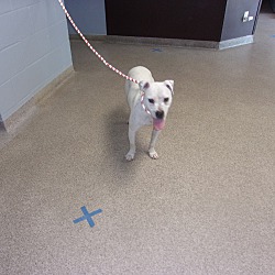 Miami County Animal Shelter In Troy Ohio