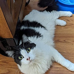 Photo of CHEERIO