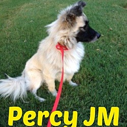 Thumbnail photo of Perseus (Percy) JM #3
