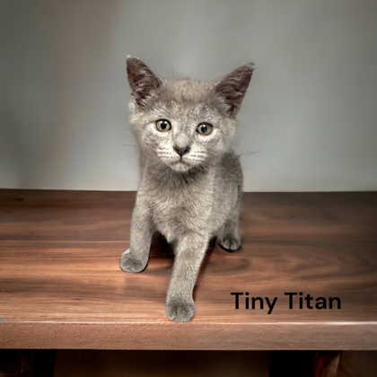 Photo of Tiny Titan