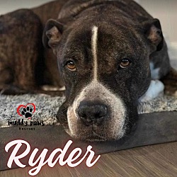 Thumbnail photo of Ryder (Courtesy Post) #3