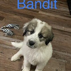 Photo of Bandit