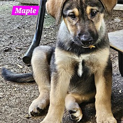 Thumbnail photo of Maple (PUPPY) #2