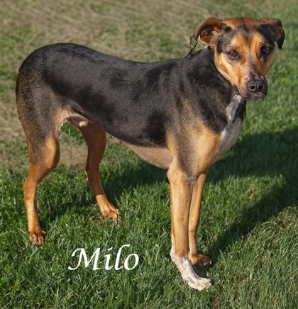 Thumbnail photo of Milo (D21-061) #2