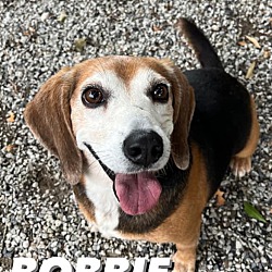 Thumbnail photo of Bobbie #2