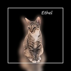 Thumbnail photo of Ms Ethel #high-octane #1