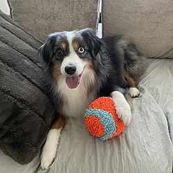 Mini australian shepherd adoption clearance