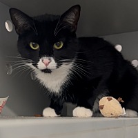 adopt a pet