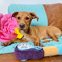adopt a pet