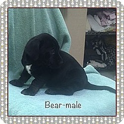 Thumbnail photo of Bear (ETAA) #2