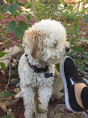 San Antonio Tx Poodle Miniature Meet Teddy A Pet For Adoption