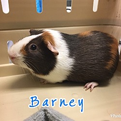 Photo of Barney