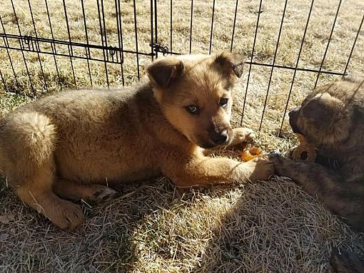 Fawn german shepherd store puppy