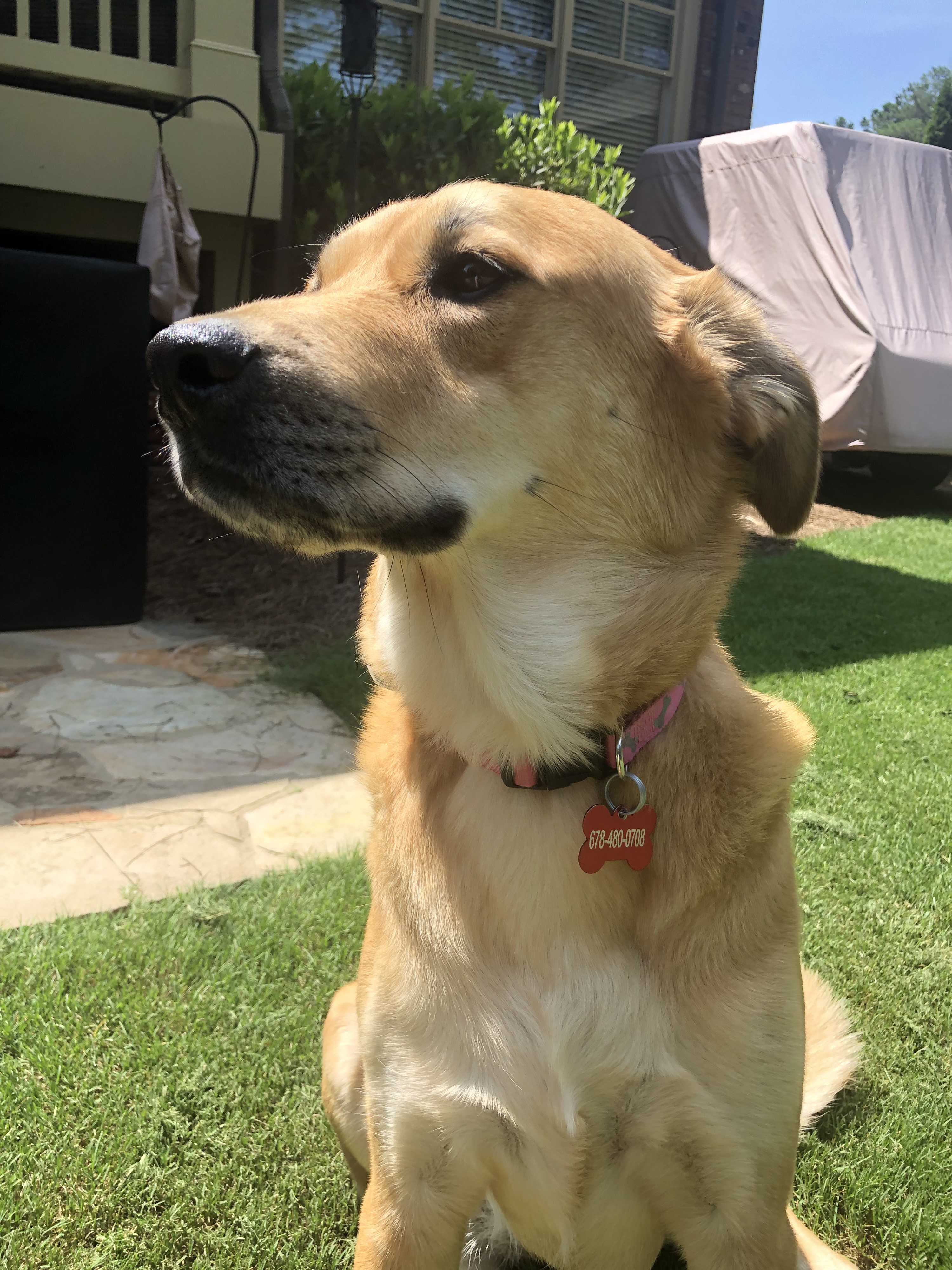 Dallas Ga Golden Retriever Meet Jessica Buck A Pet For Adoption