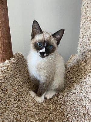 Thompson Ct Siamese Meet Styles A Pet For Adoption