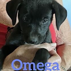 Photo of Omega