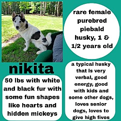 Thumbnail photo of beautiful Nikita-Piebald breed #2