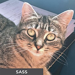 Thumbnail photo of Sass #1