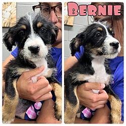 Photo of Bernie - NN