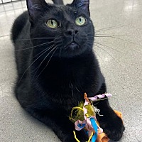adopt a pet