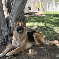 adopt-pet
