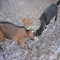 Thumbnail photo of Goats (2-M) #2