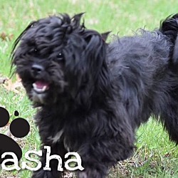 Thumbnail photo of Sasha adoption pending #2