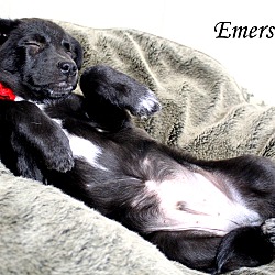 Thumbnail photo of Emerson~adopted! #1