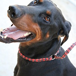 little paws rescue society