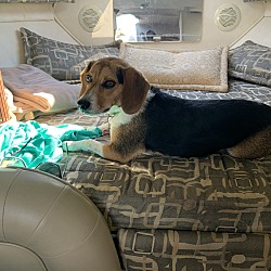 Thumbnail photo of Gordie (Beagle) #1