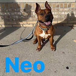 Thumbnail photo of Neo #2
