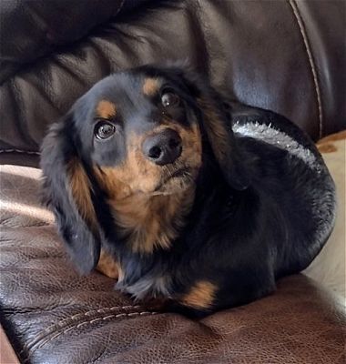 Sioux Falls, SD - Dachshund. Meet Brandy a Pet for Adoption - AdoptaPet.com
