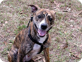 catahoula greyhound mix
