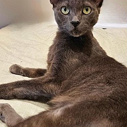 Photo of Shadow - Petsmart Foster Home