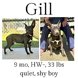 Thumbnail photo of Gill #1