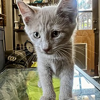 adopt a pet