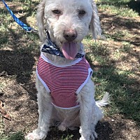 adopt-pet