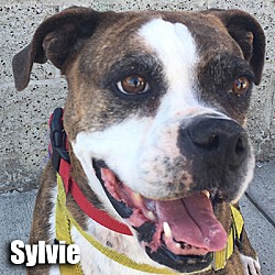 Thumbnail photo of Sylvie #1